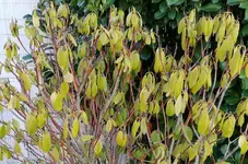 20180406 Rhododendron 2v2.jpg