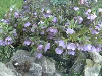 BILD9101.JPG