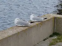 Federvieh.webp