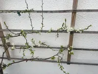 Zwetsche_12042018_2.webp