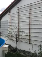 Zwetsche_12042018_3.webp