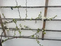 Zwetsche_12042018_2.webp
