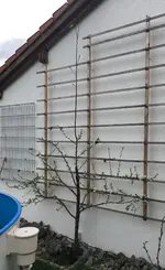 Zwetsche_12042018_3.webp