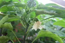 IMG_4771.jpg