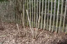 IMGP2203.webp