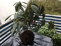 rhodos1.webp