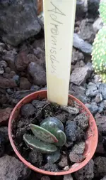 Adromischusa.webp