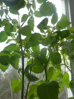 P4120568.webp