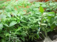 P4120573.webp