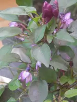 P4120575.webp