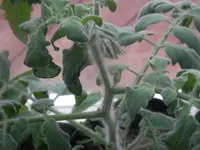 P4120577.webp