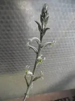 Hawortia_retusa_Blüte.webp