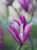 _MG_2362.webp