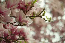 _MG_2360.webp