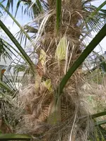 P1020322W Hanfpalme.jpg