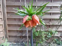 P1020313Kaiserkrone.webp