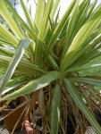 P1020324Yucca.jpg