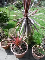P1020311Red Star.jpg