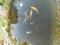 P1020323Teich.webp