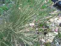 P1020320Ginster.jpg