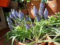 c014.webp