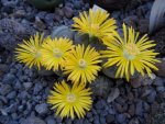 Lithops_Blütena.JPG