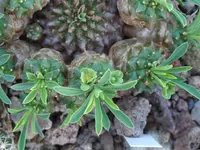 SAM_9447a.webp