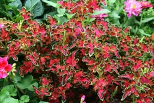 Buntnessel0217.webp