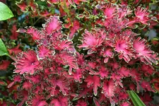 Buntnessel0310a.webp