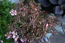 Buntnessel0509.webp