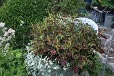 Buntnessel0409.webp
