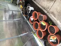 2018-03-31 Dahlien und eine Päonie im GWH.webp