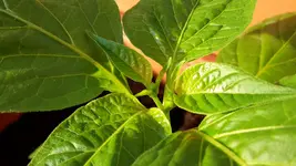 20180408_182333.webp