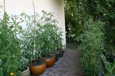 Tomaten0216.webp