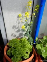 c021.webp