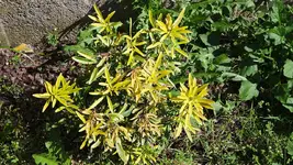 choisya.actez.gold_0003.webp