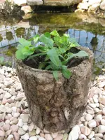 Gartenmarkt Edenkoben 2018.webp