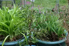 Terasse  0218.webp