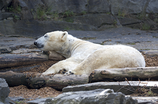 eisbaer.webp