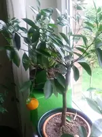 Citrus.webp