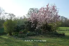 Forum Blumeninsel P1090607.webp