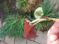 2018-04-16 09.34.19.webp