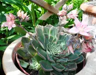 SAM_3183.webp