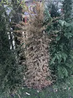 UNADJUSTEDNONRAW_thumb_d8e5.webp