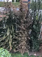 UNADJUSTEDNONRAW_thumb_d8c7.webp