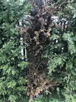 UNADJUSTEDNONRAW_thumb_d8bd.webp