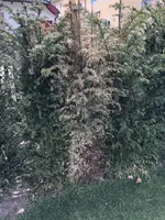 UNADJUSTEDNONRAW_thumb_d8ca.webp