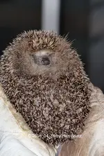 Forum Eddie the Igel 5D2-32168.webp