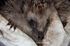 Forum Eddie the Igel 5D2-32169.webp