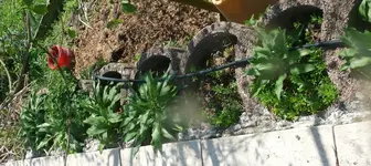 Bärlauch.webp